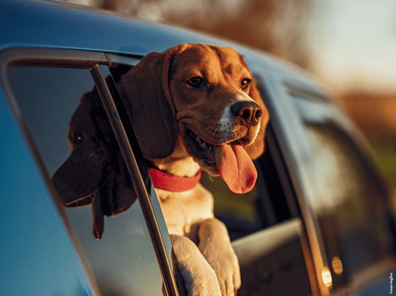 voyager en voiture avec son chien