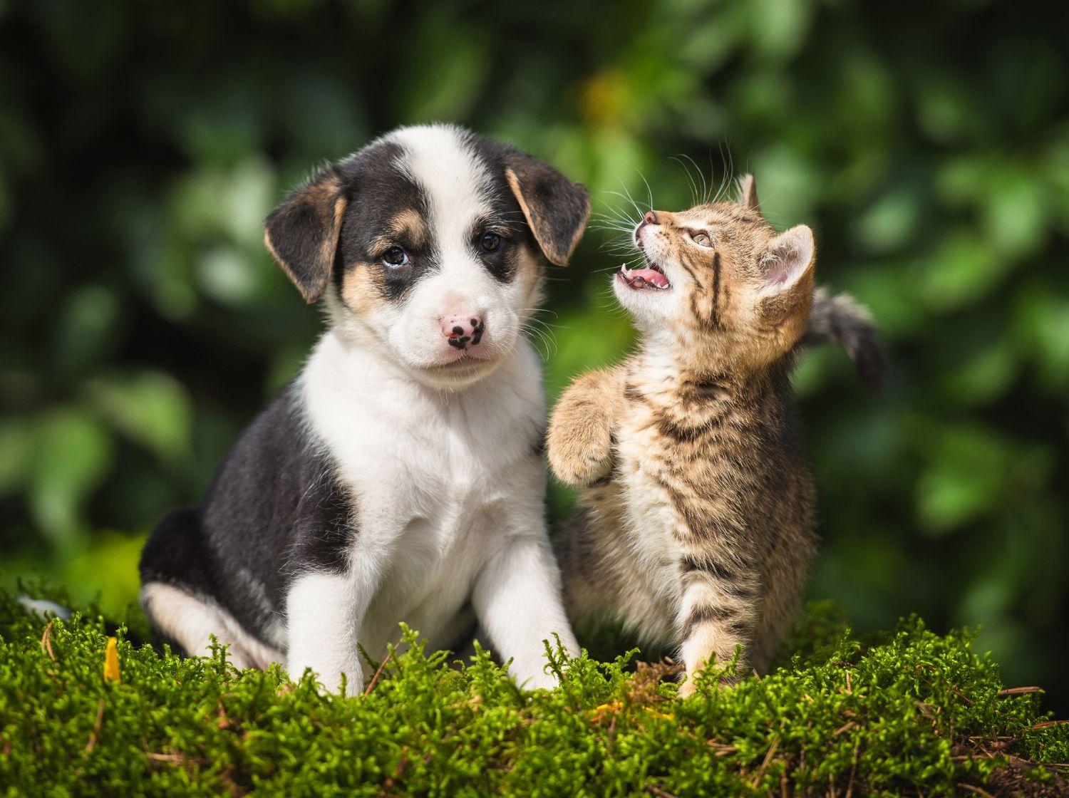 Un chiot et un chaton dans l'herbe