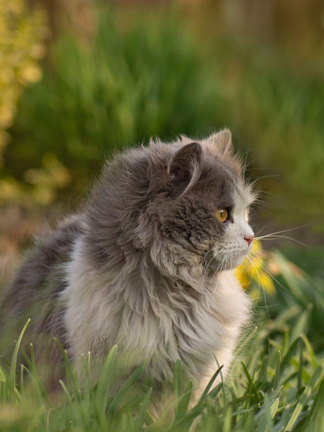 Un chat gris de profil dans l'herbe