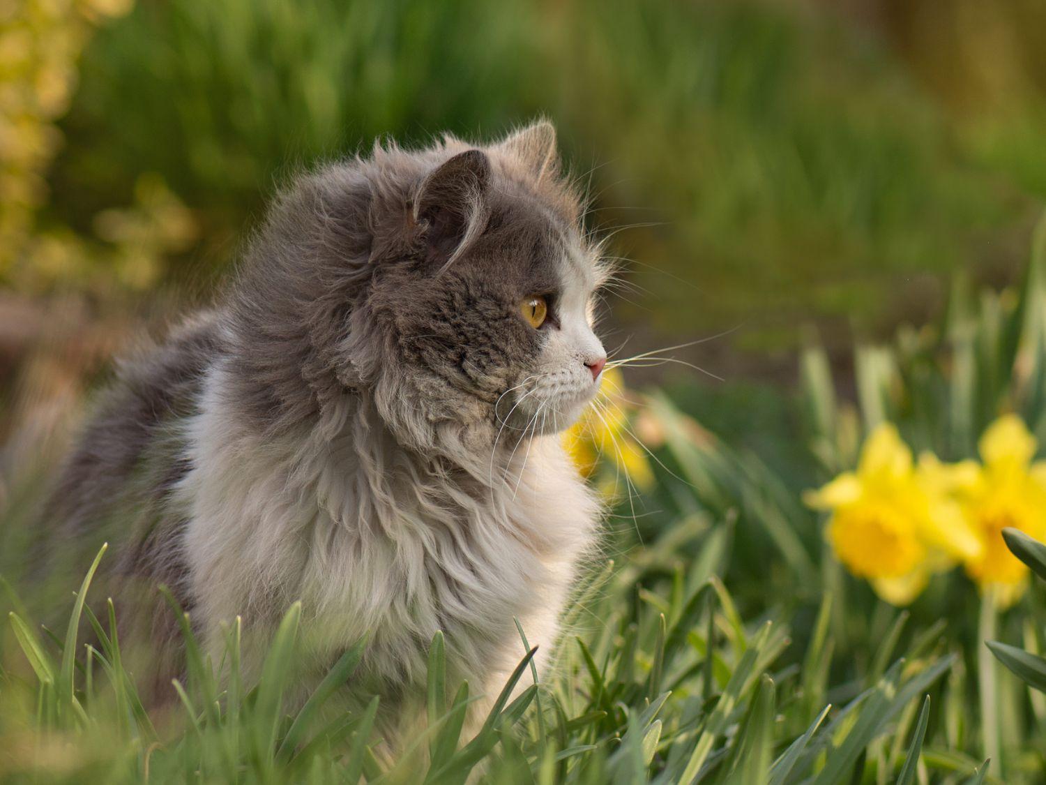 Un chat gris dans l'herbe avec des fleurs