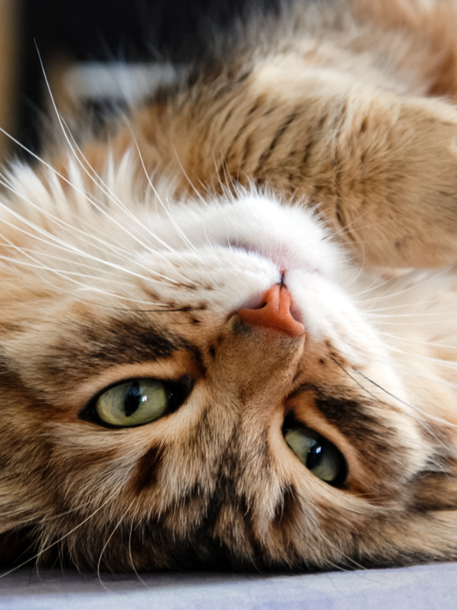 Un chat adulte couché
