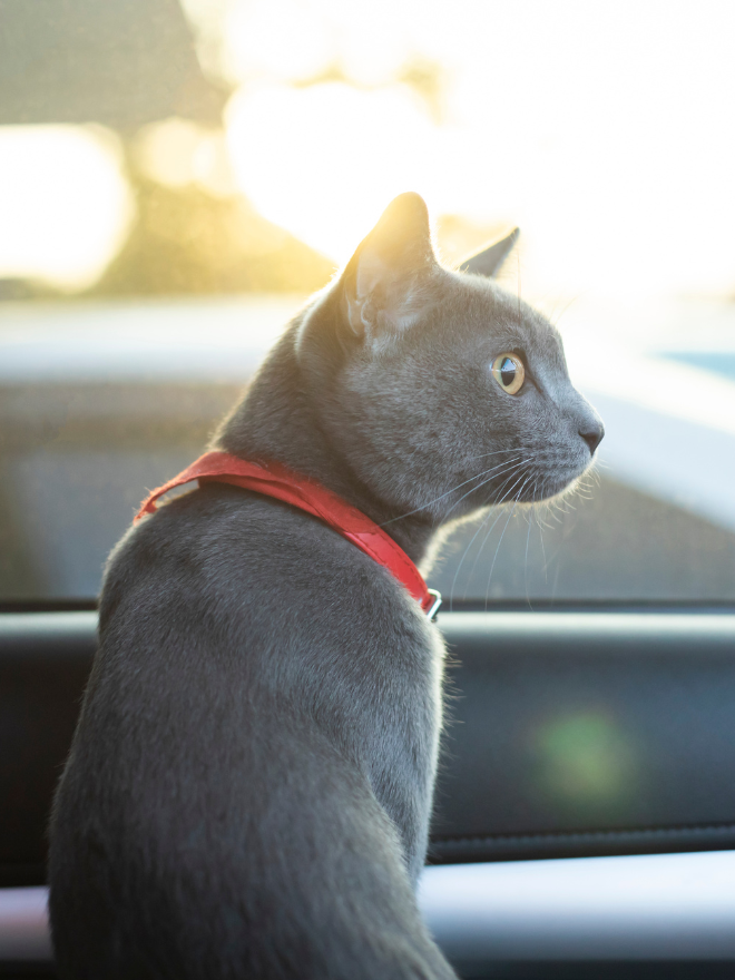 Un chat gris de profil dans une voiture