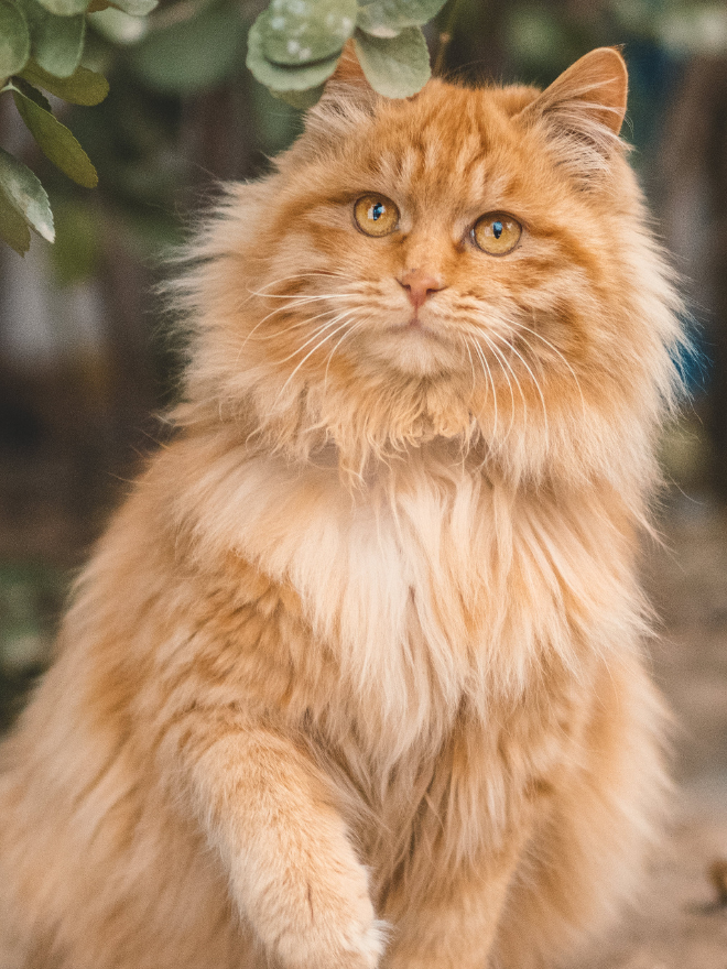 Un chat adulte roux en extérieur