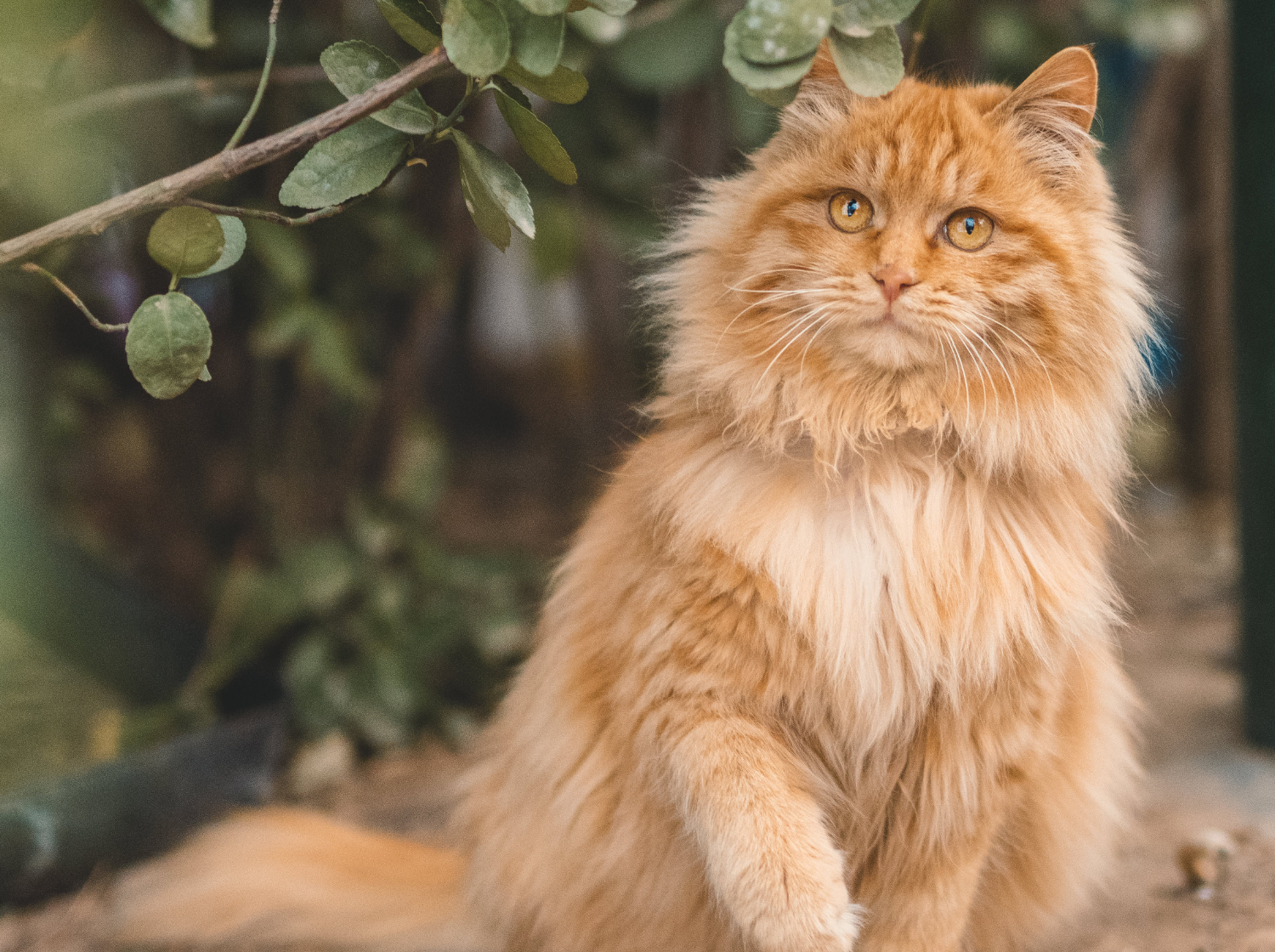 Un chat roux adulte dehors