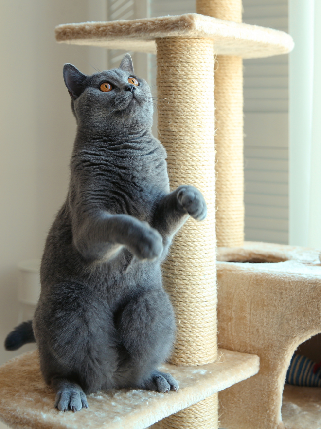 Un chat gris debout sur son arbre à chat