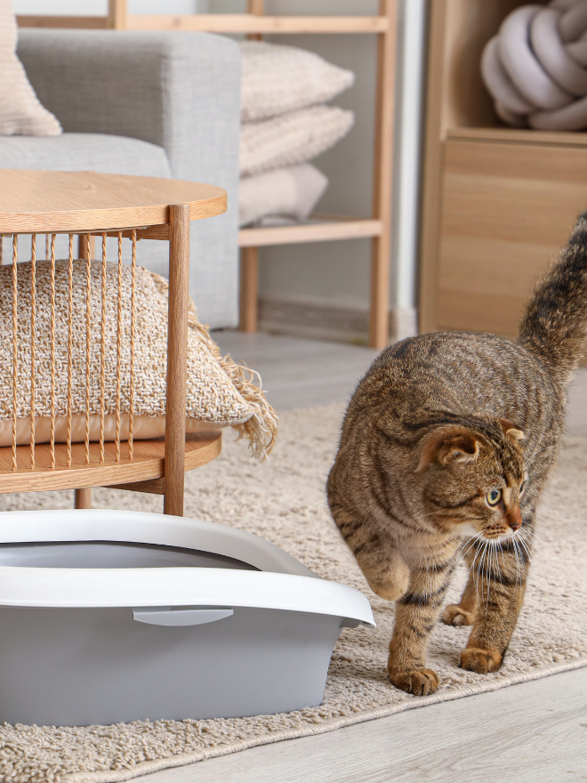 Un chat près de son bac à litière