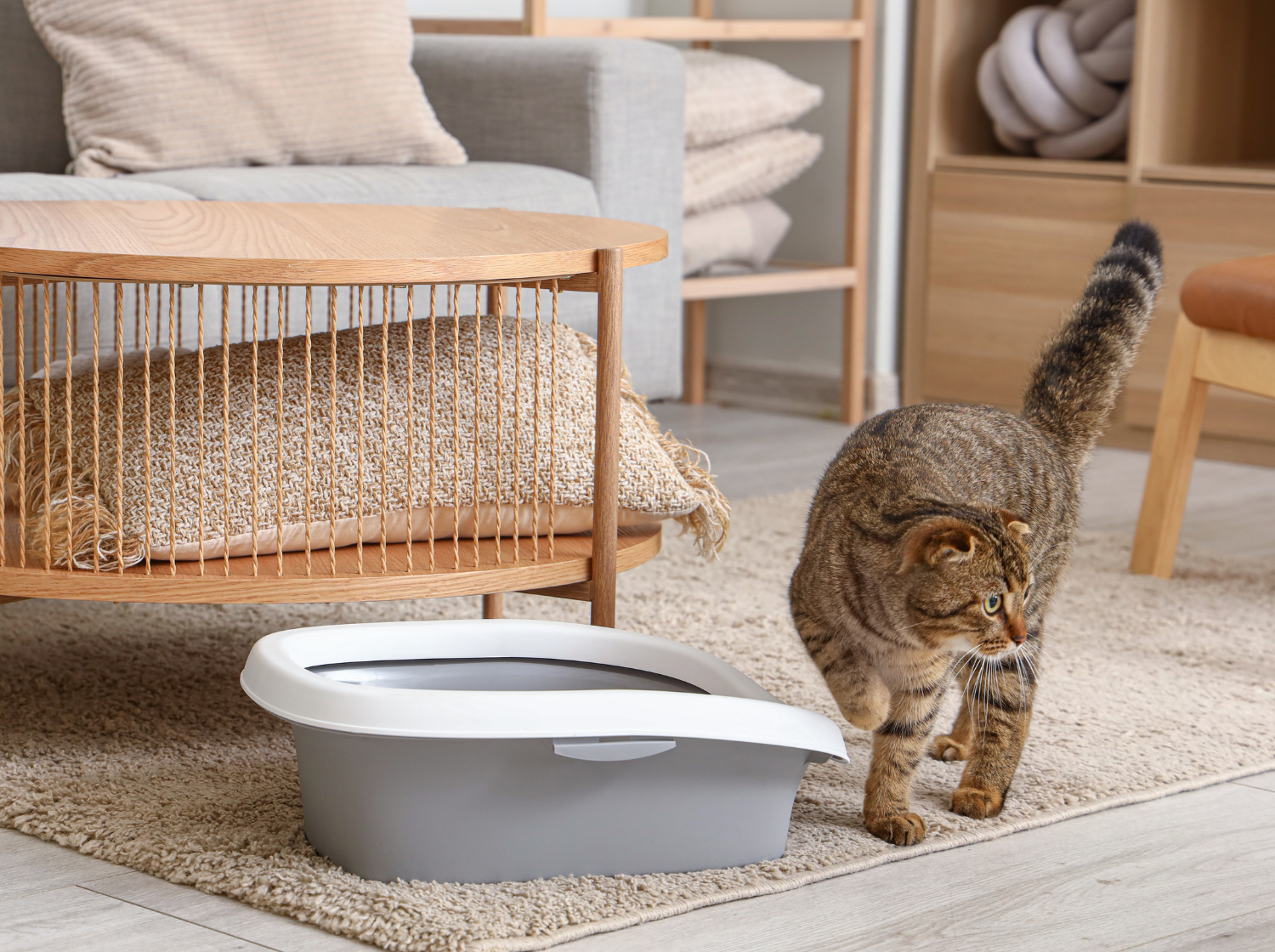 Un chat près de son bac à litière