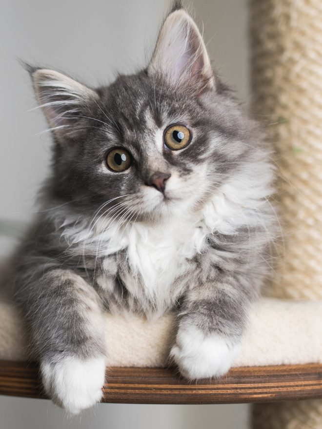 Un chaton sur son arbre à chat