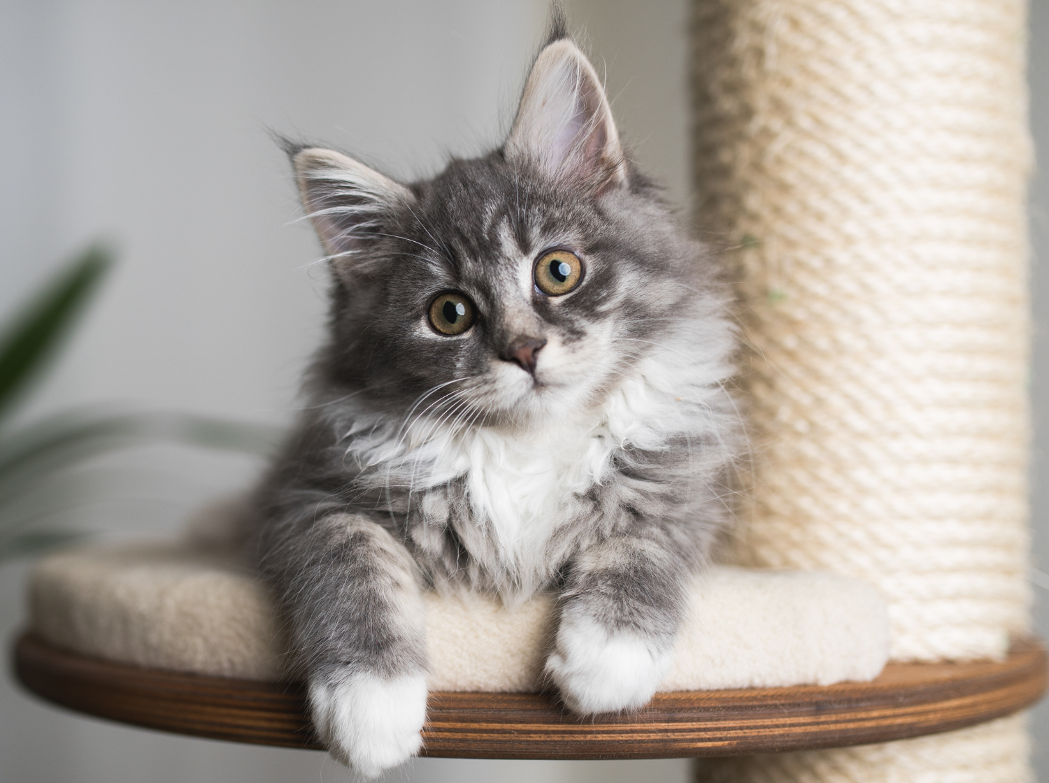 Un chaton sur son arbre à chat