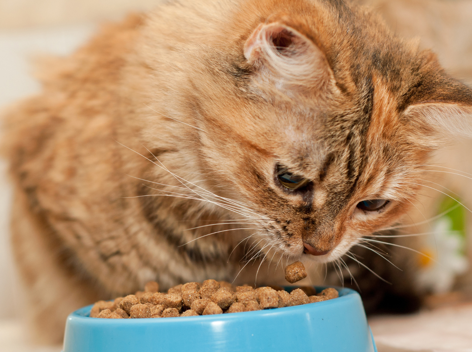Un chat roux en train de manger dans sa gamelle