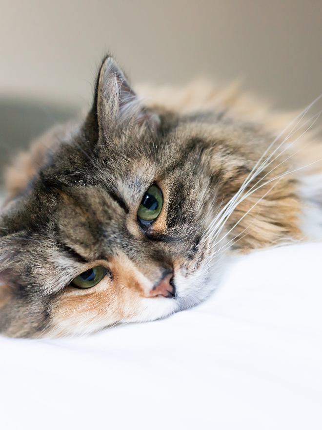 Un chat couché qui s'ennuie