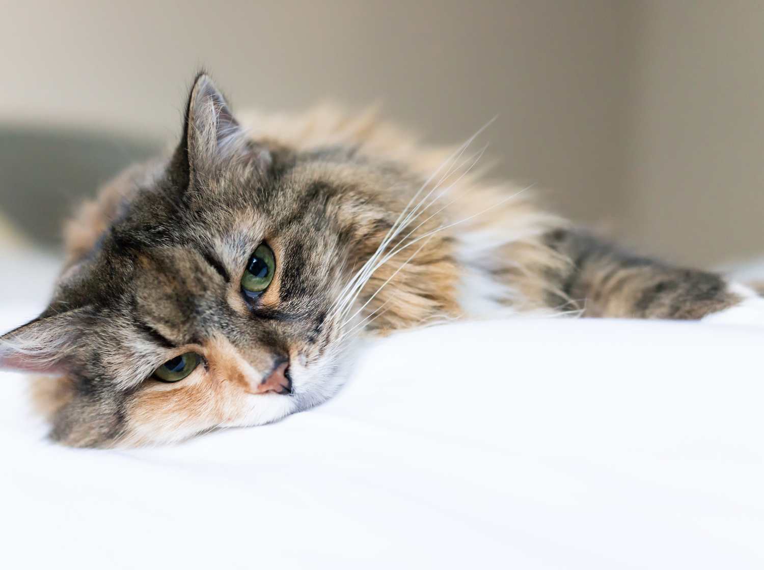 Un chat couché qui s'ennuie