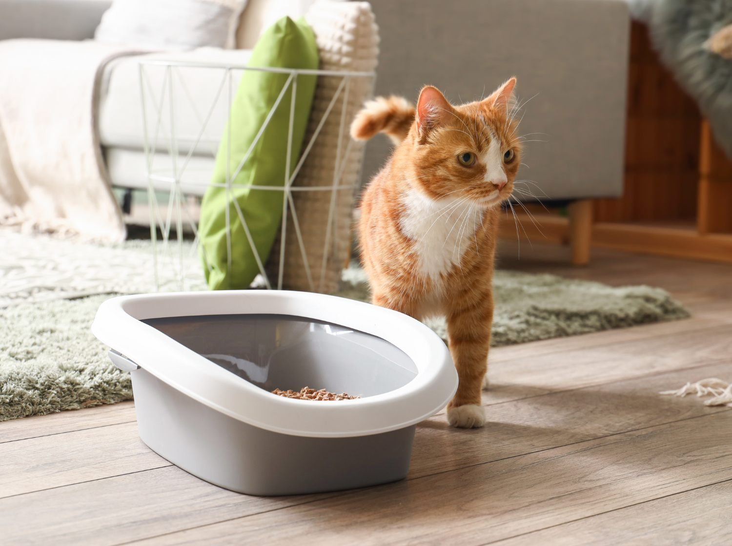 Un chat roux près de son bac à litière