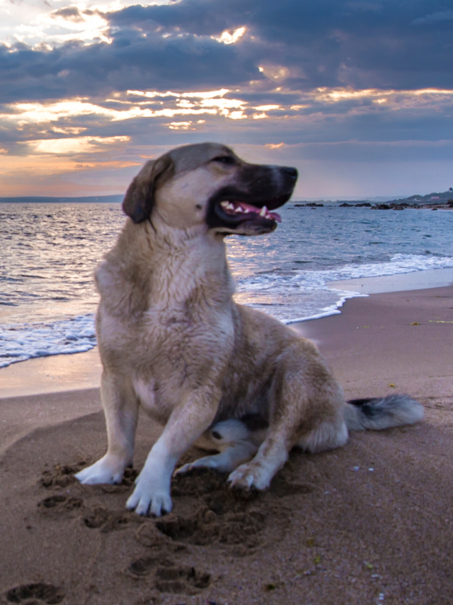 Un chien sur la plage de côté