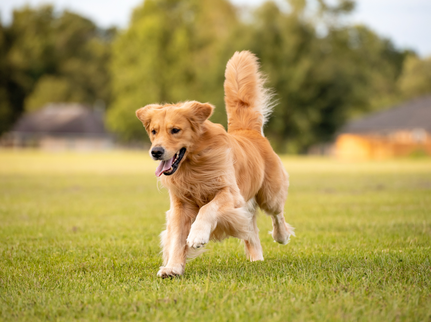 Un chien qui court dehors