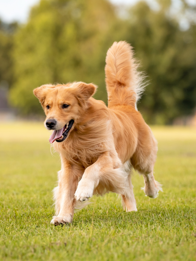 Chien heureux qui court