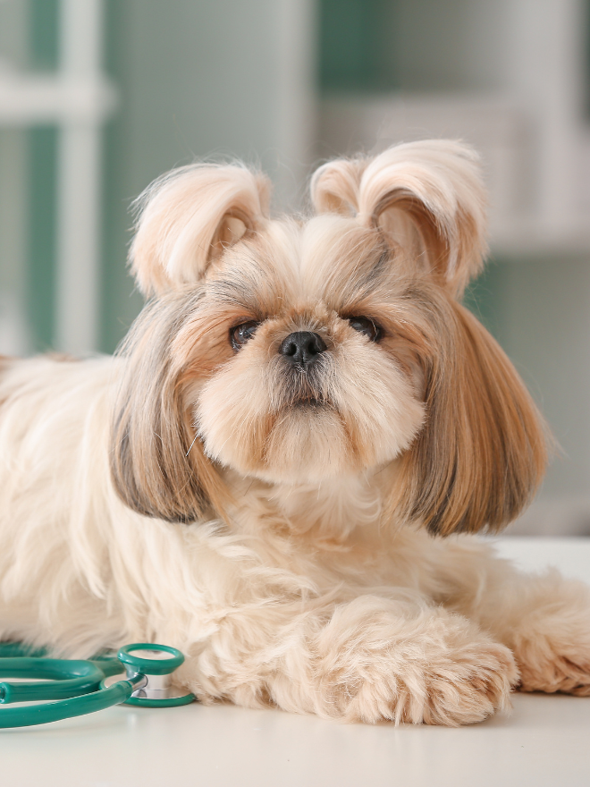 Chien de face sur une table