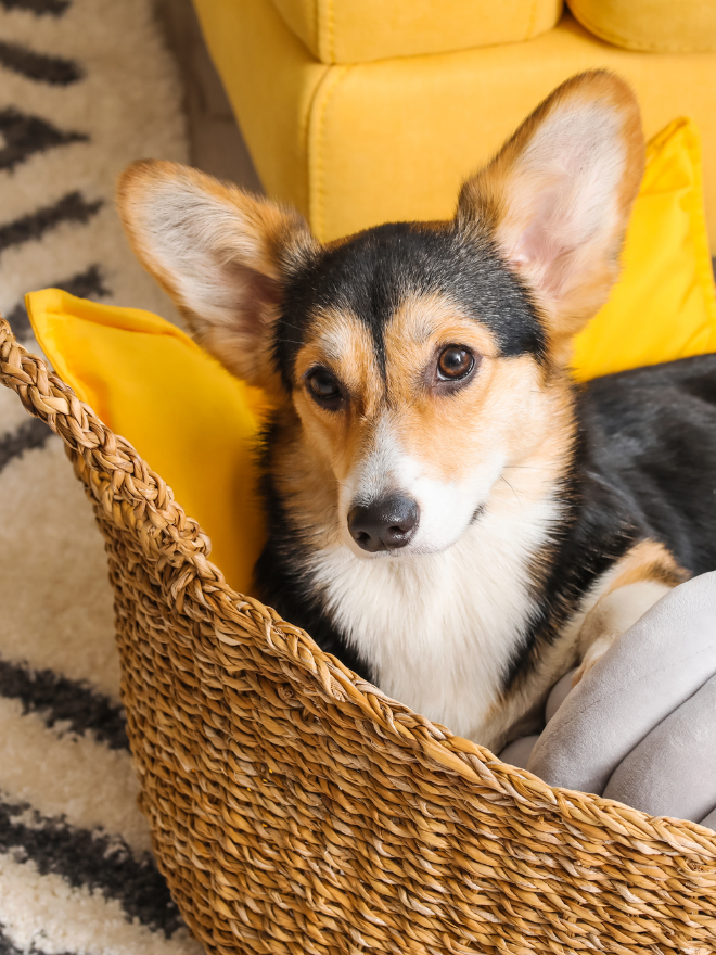 Chien dans une corbeille avec un cousin jaune
