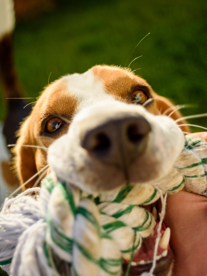 Chien de face avec un jouet