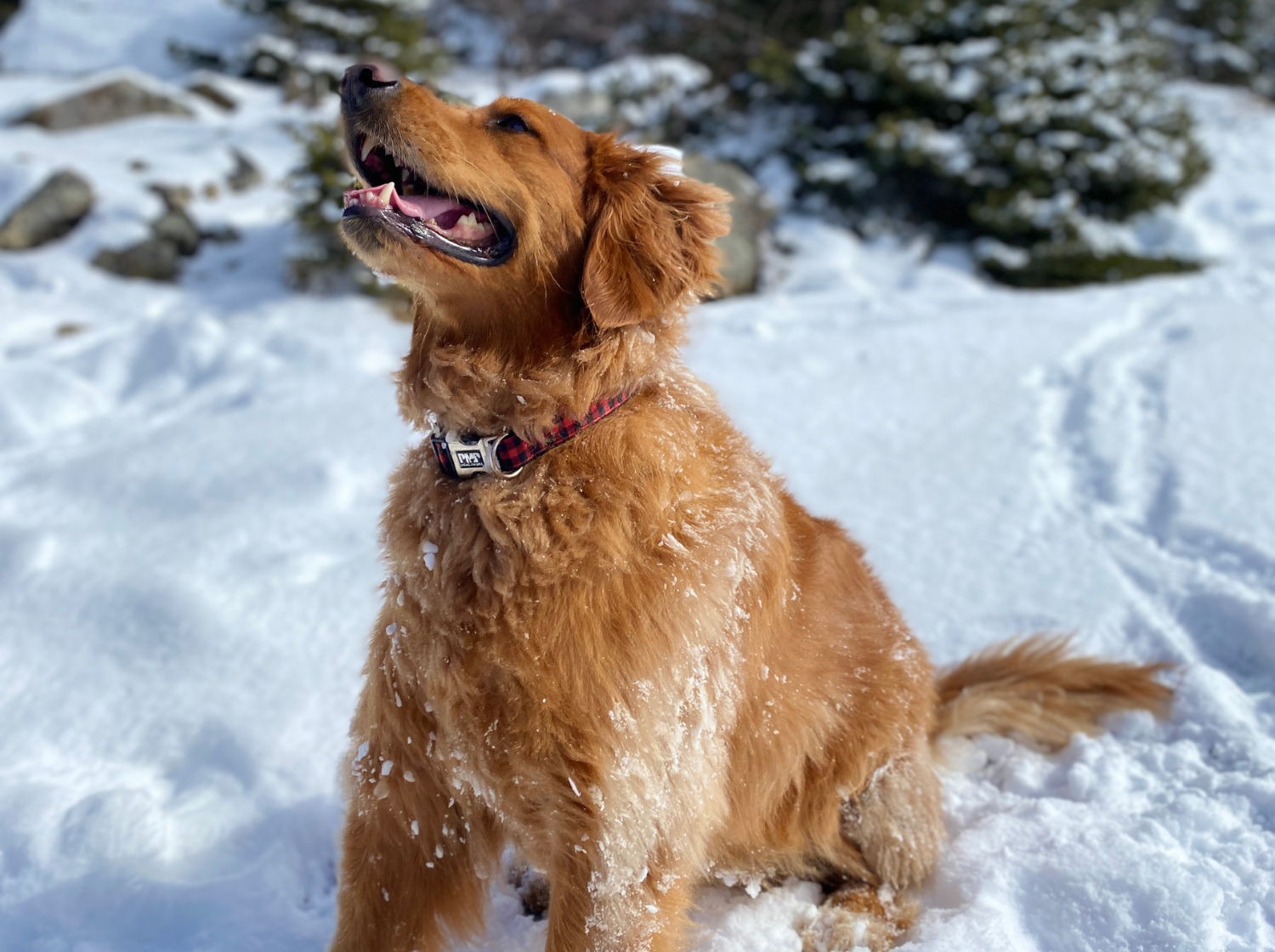 Chien heureux dans la neige