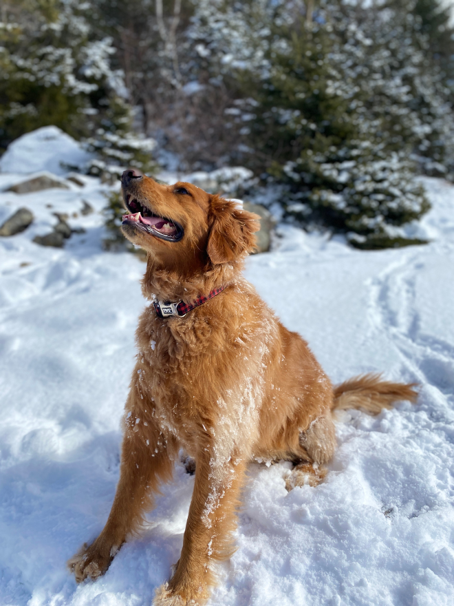Un chien dans la neige avec des arbres