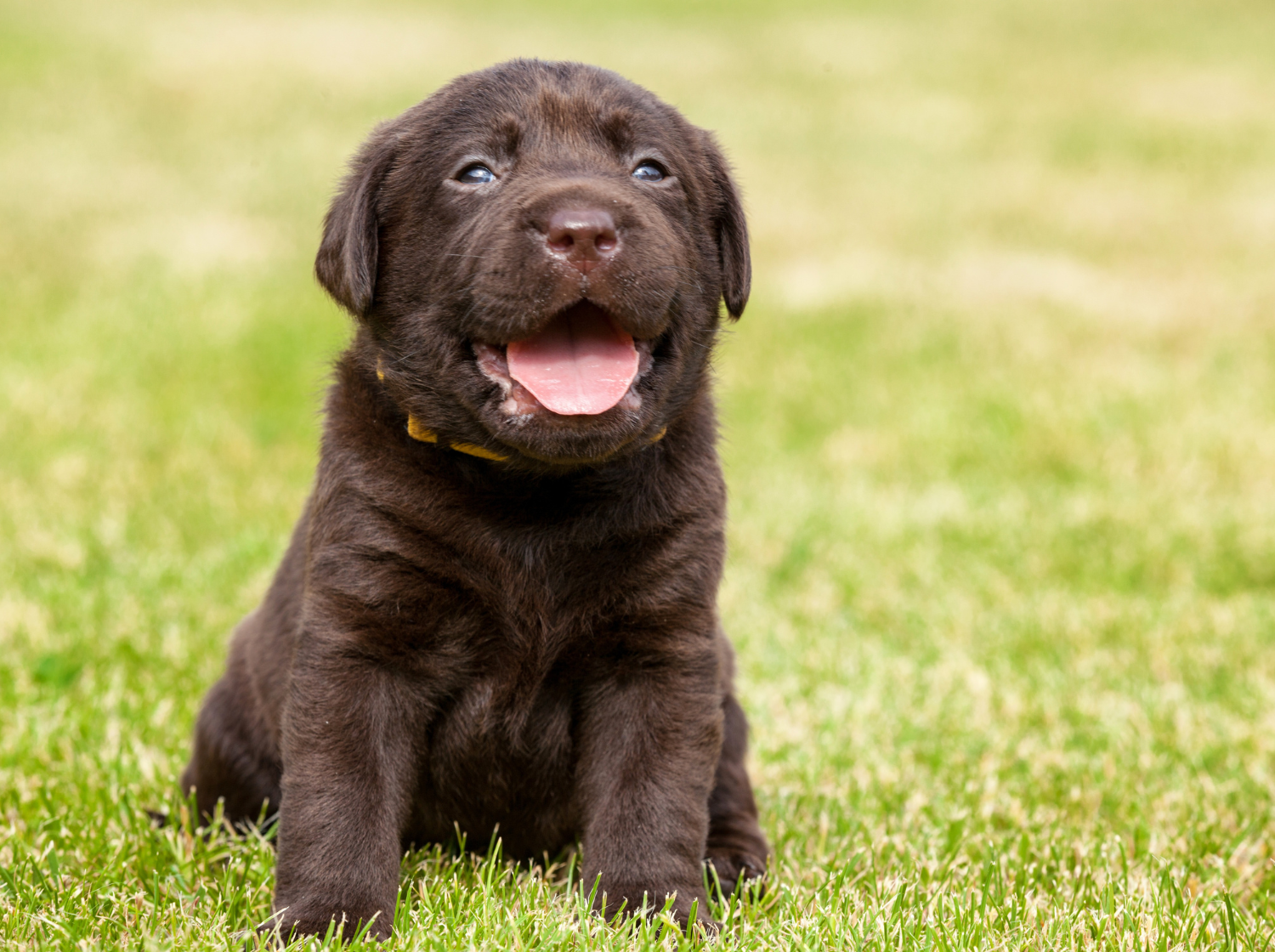Chiot de couleur brun