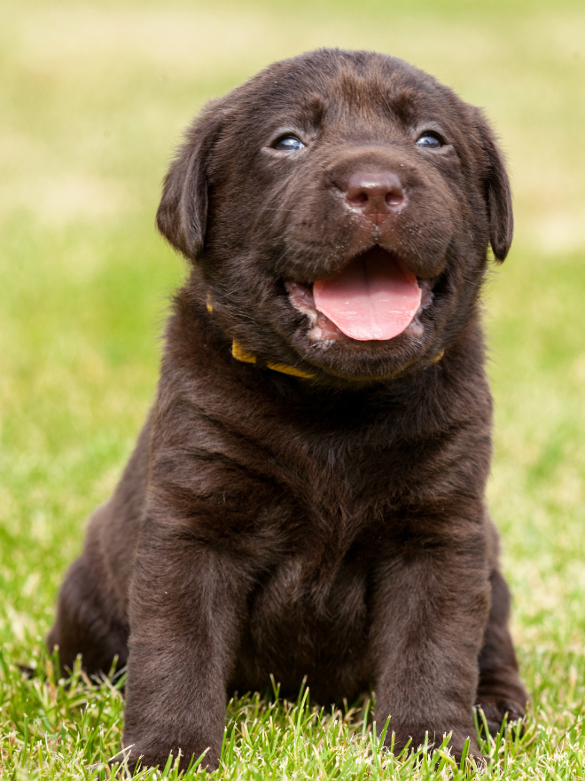 Chiot dans l'herbe