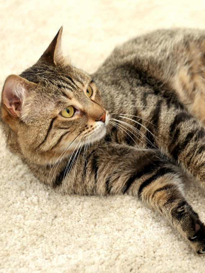 Un chat rayé allongé