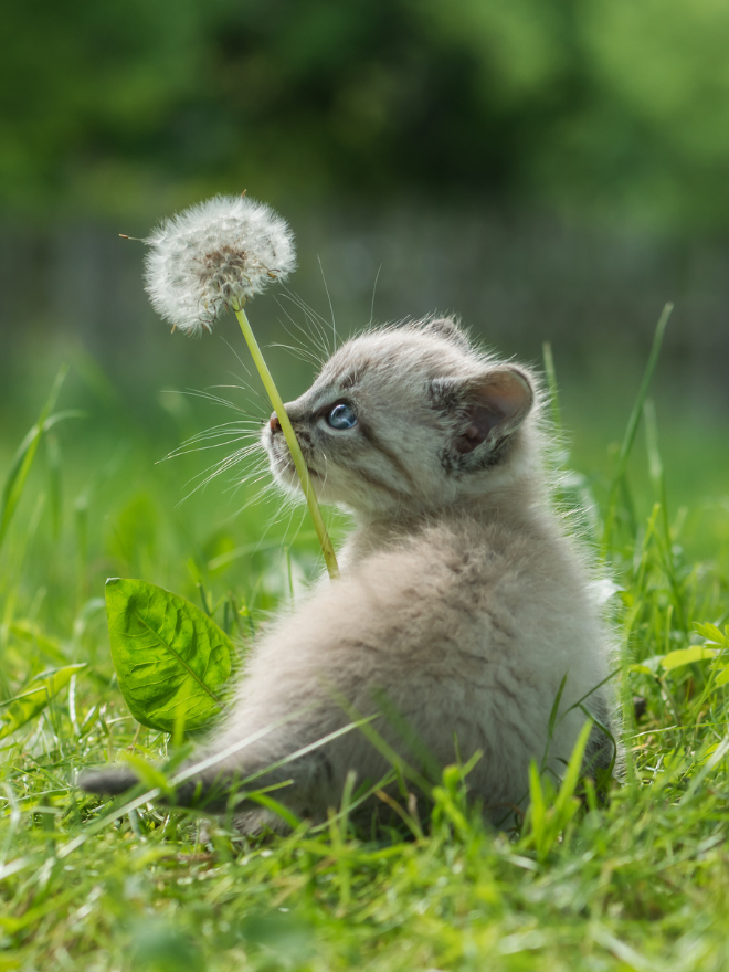 Un chaton et un pissenlit