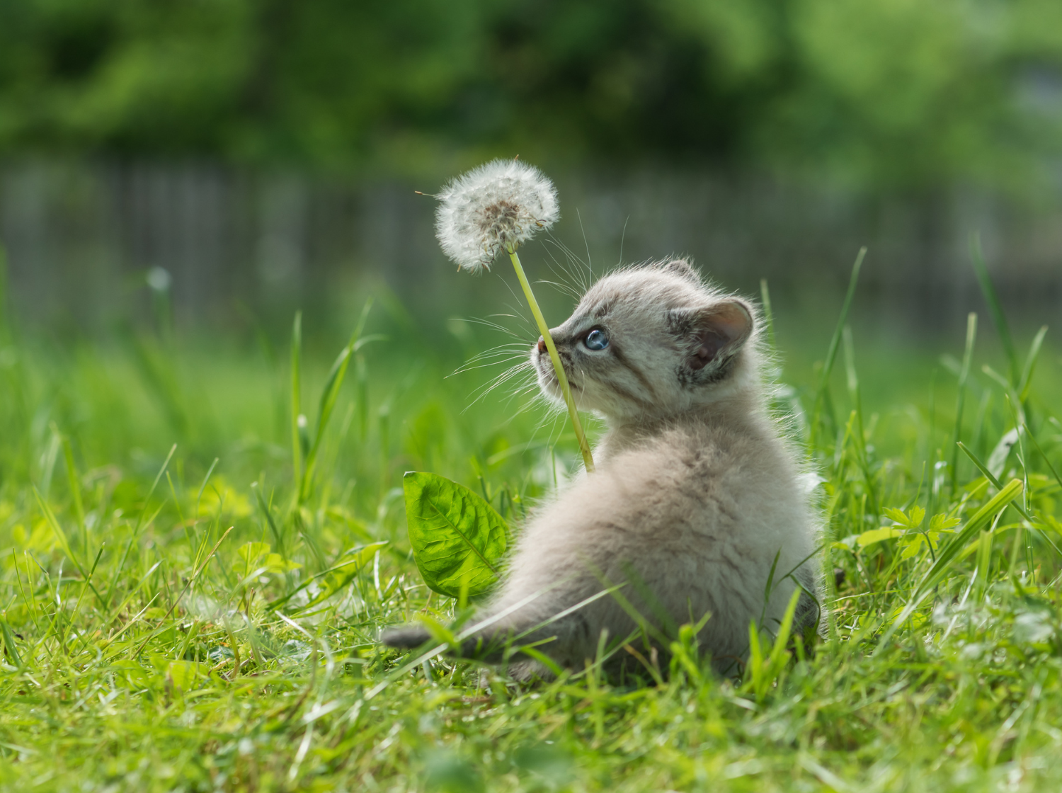 Un chaton et un pissenlit