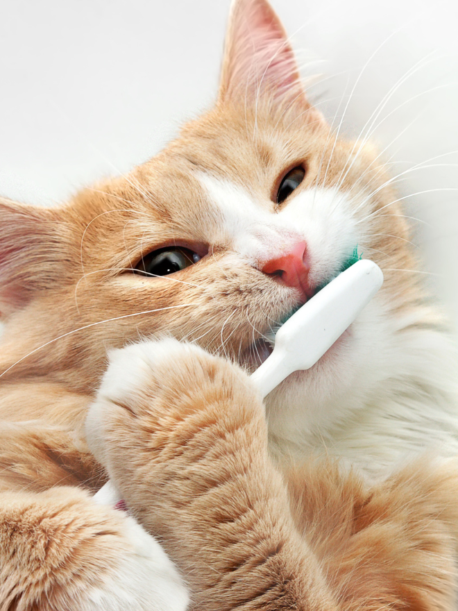 Un chat avec une brosse à dent
