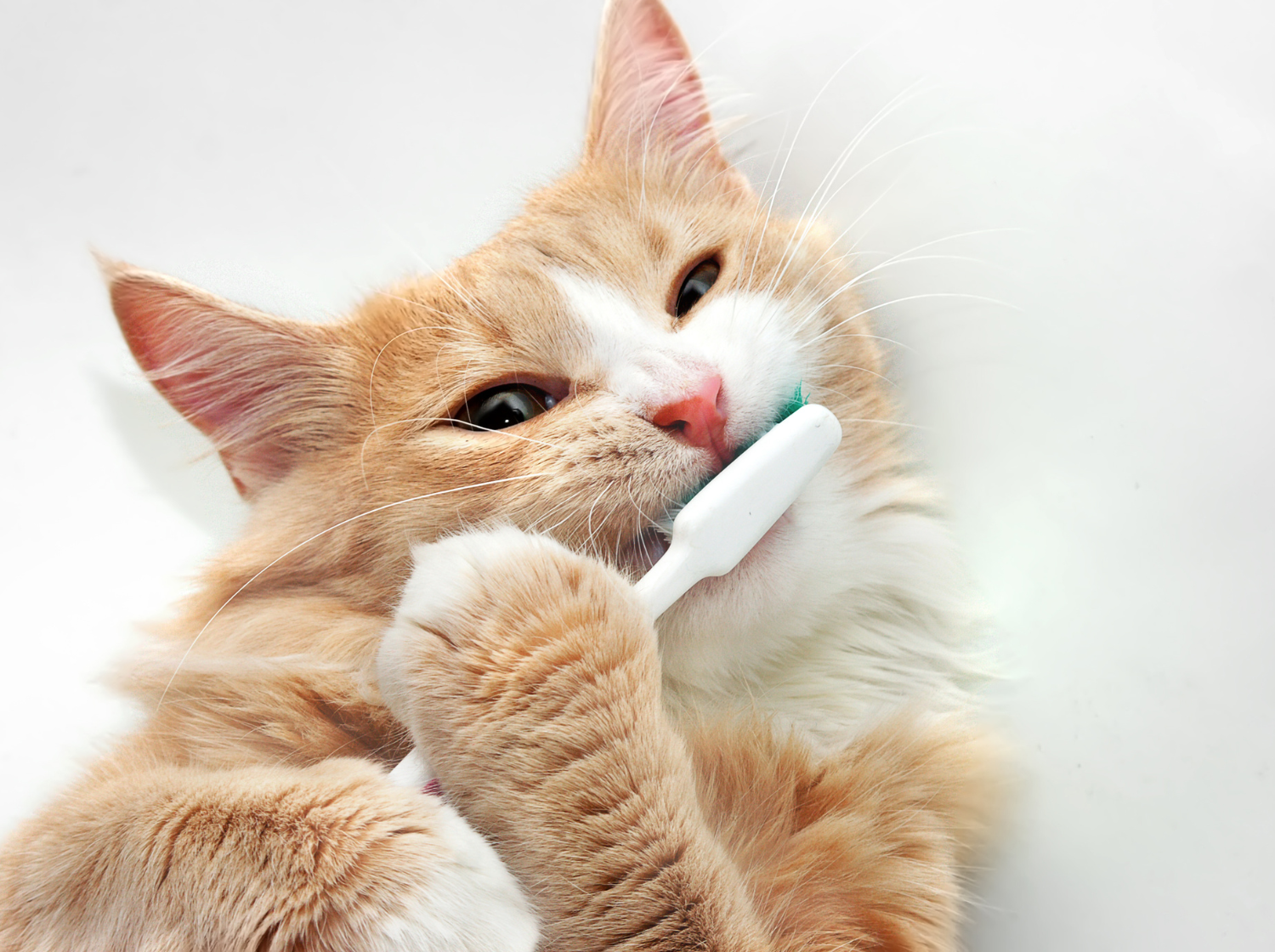 Un chat avec une brosse à dent
