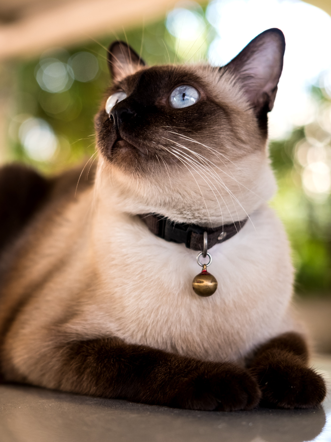 Un chat siamois allongé