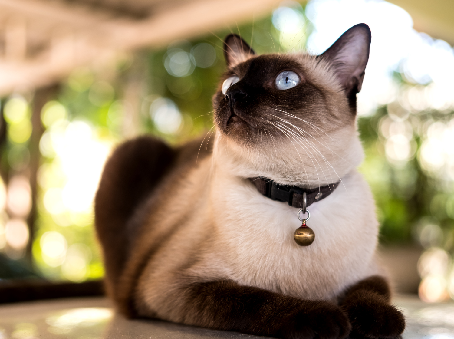 Un chat siamois allongé
