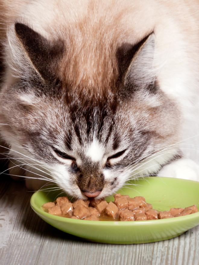 Un chat qui mange de la pâtée