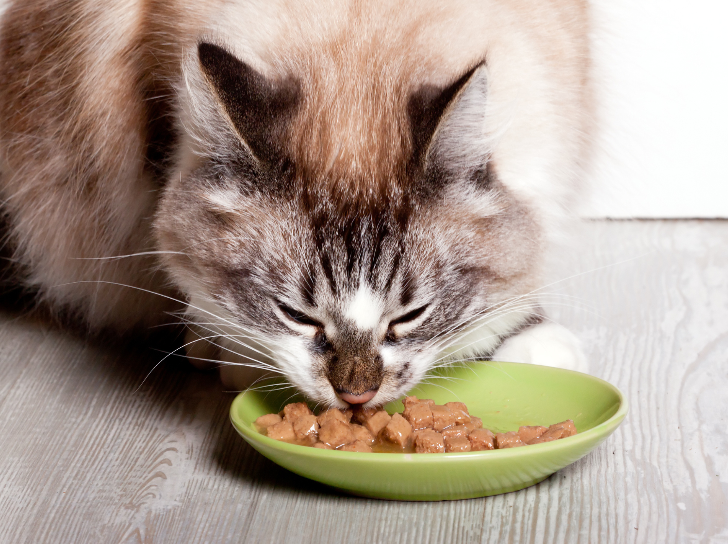 Un chat qui mange de la pâtée