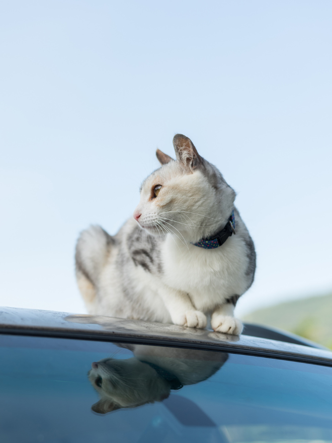 Un chat sur une voiture