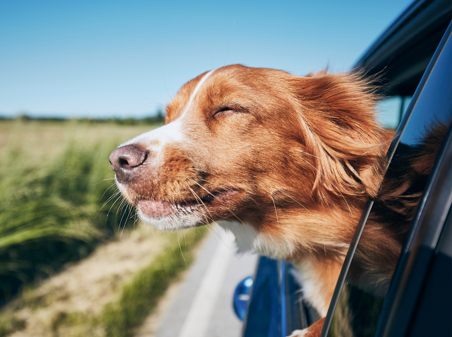 Chien avec la tête en dehors de la voiture