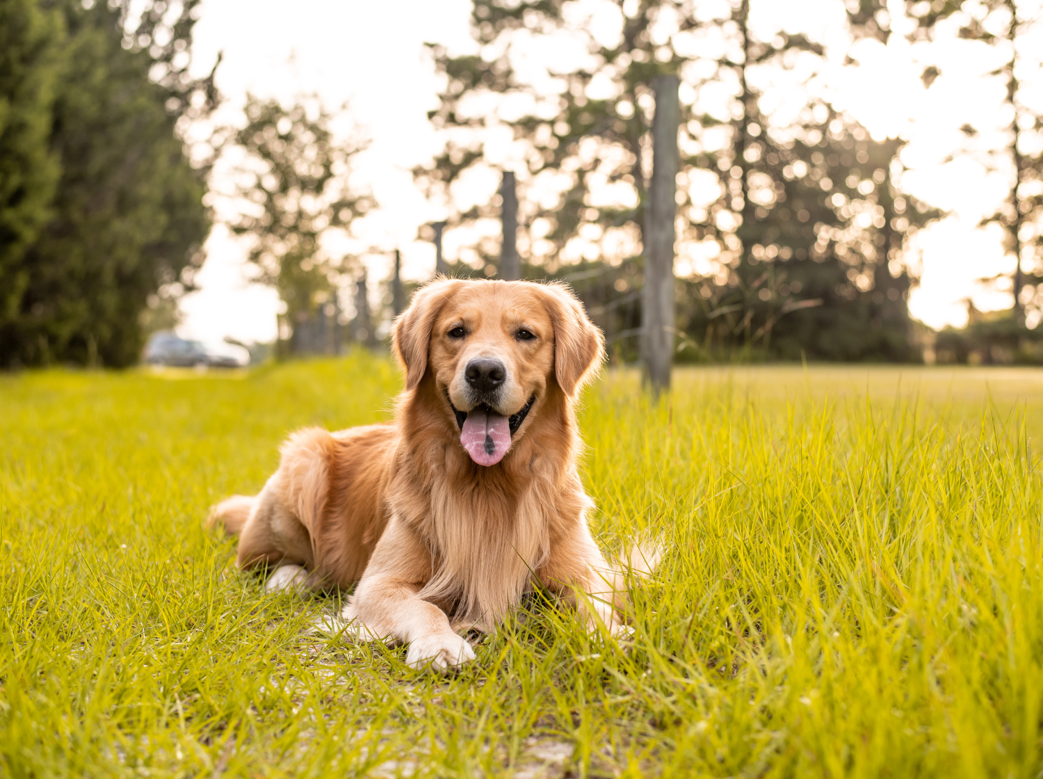 Golden retriever dans l'herbe
