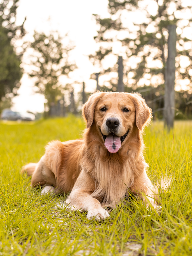 Golden retriever à l'extérieur