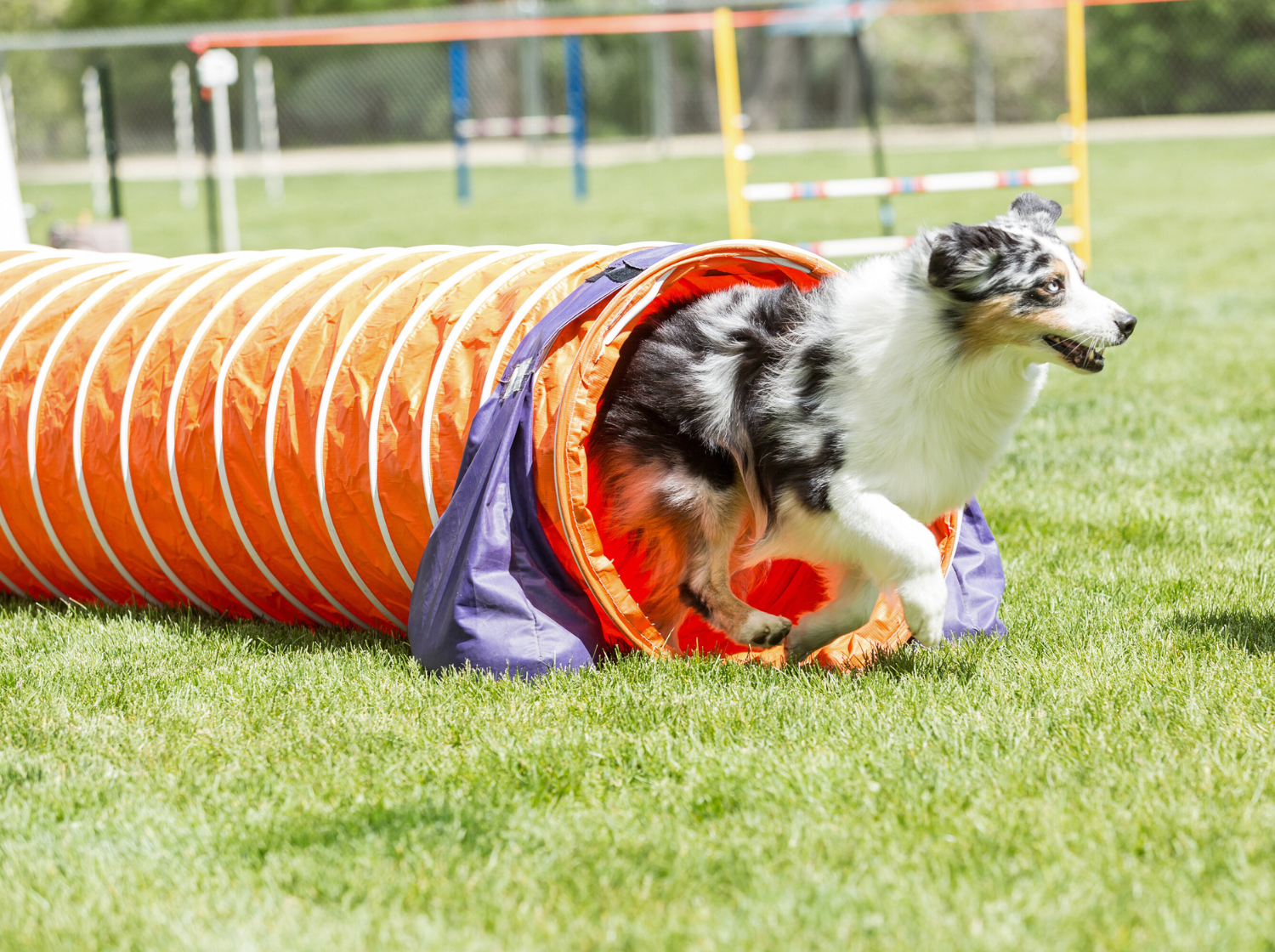 Chien pratiquant l'agility