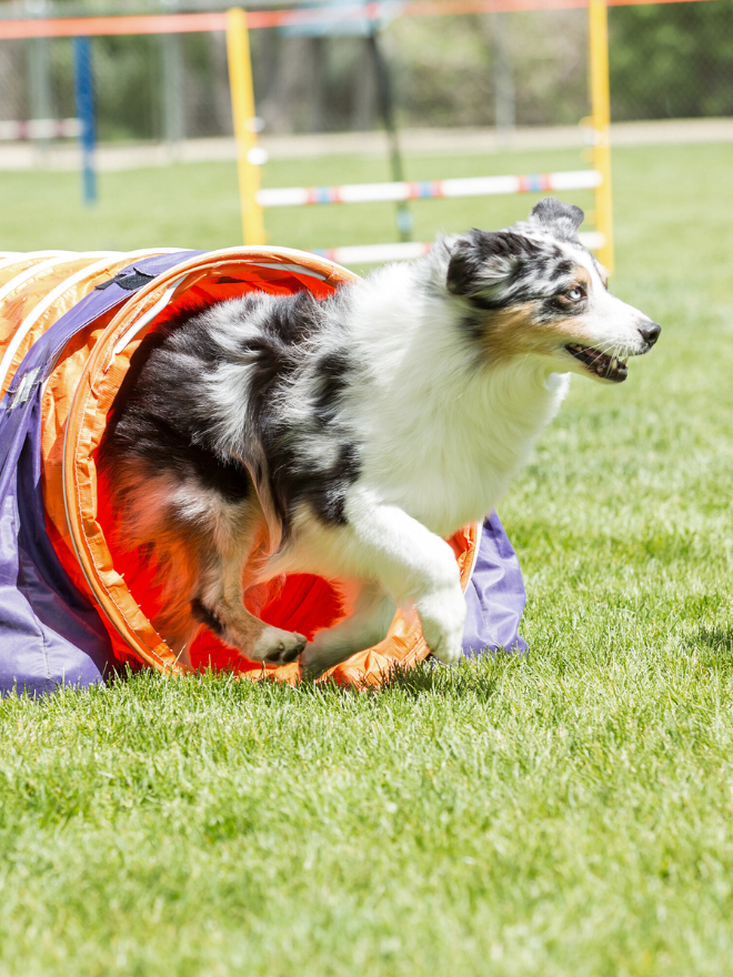 Un chien dans un tunnel d'agility
