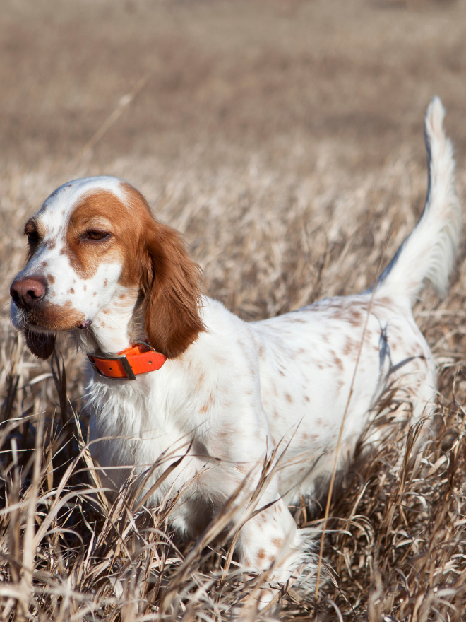 Chien dans les champs