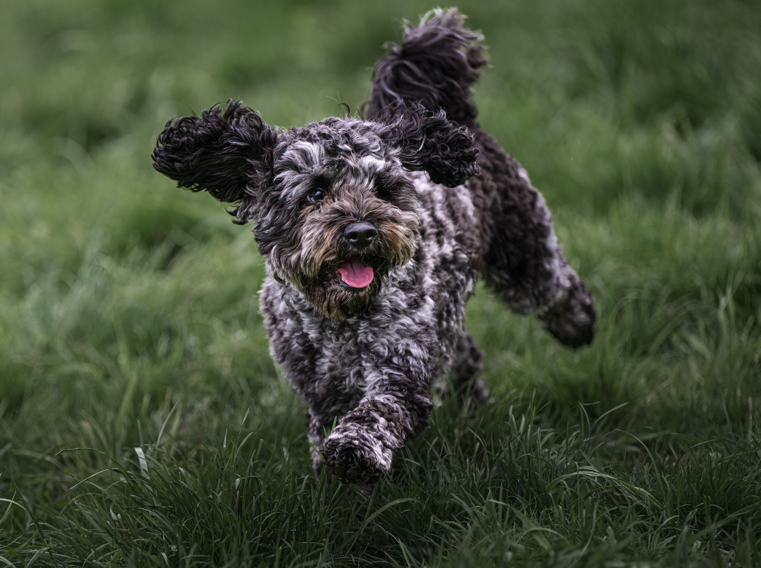 Un petit chien qui court