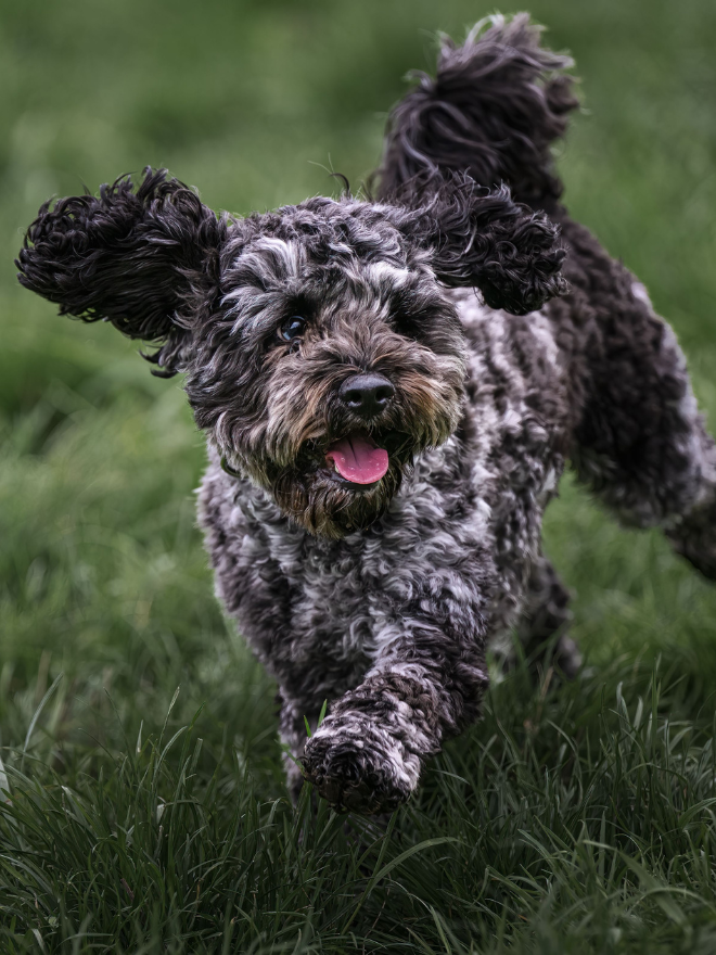 Un chien qui court dans l'herbe