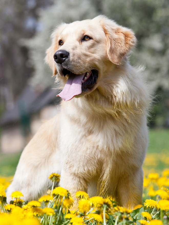 Chien avec des fleurs