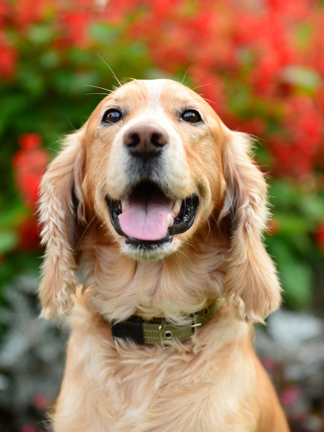 Chien avec des fleurs rouges