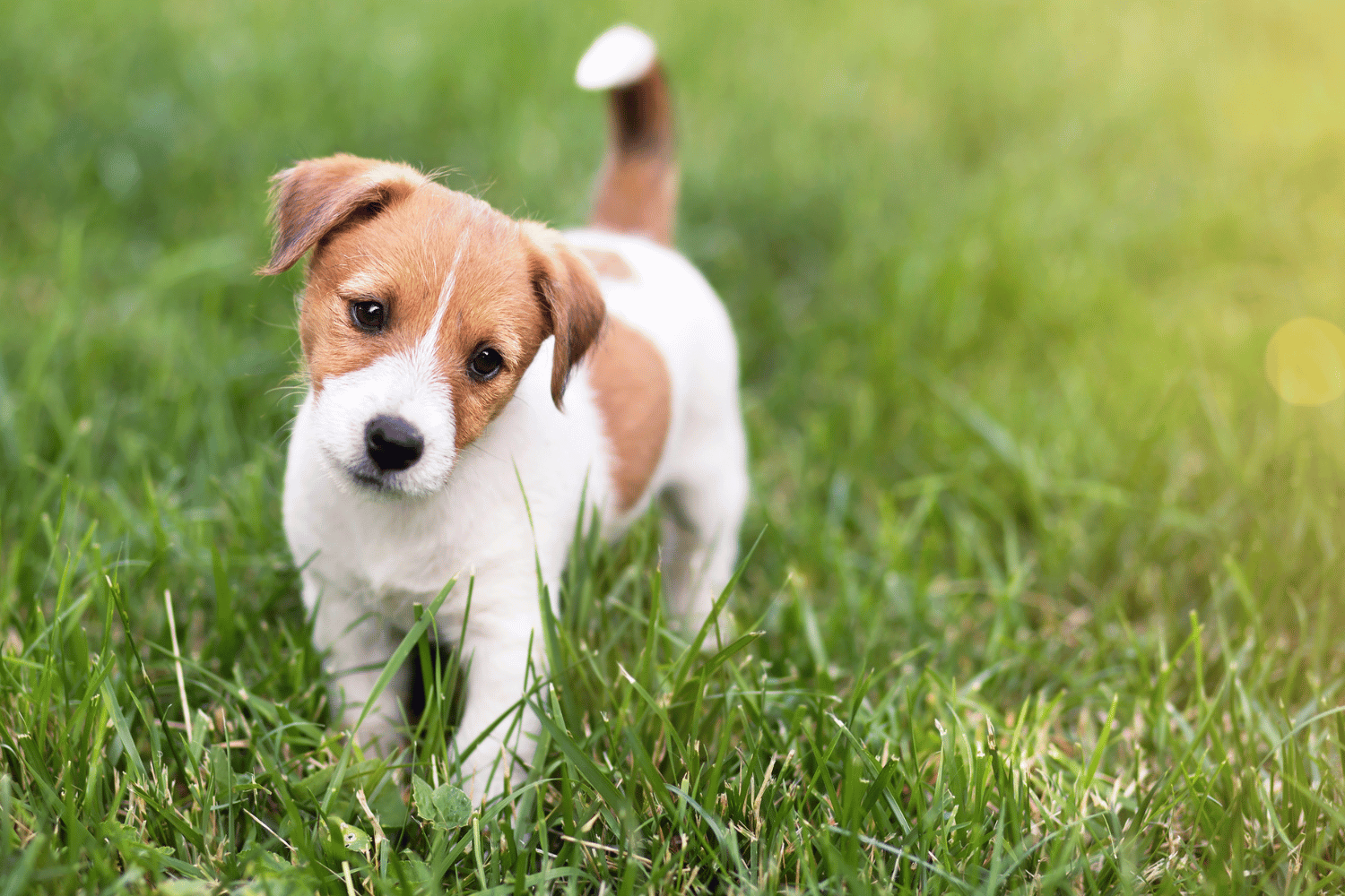 Un chiot debout dans l'herbe