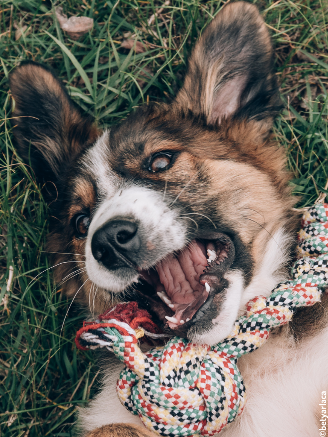 Chien avec un jouet dans l'herbe