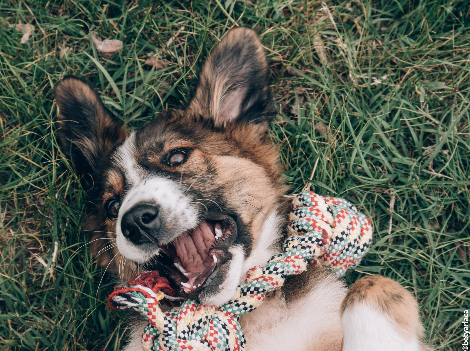 Chien avec un jouet dans l'herbe vt